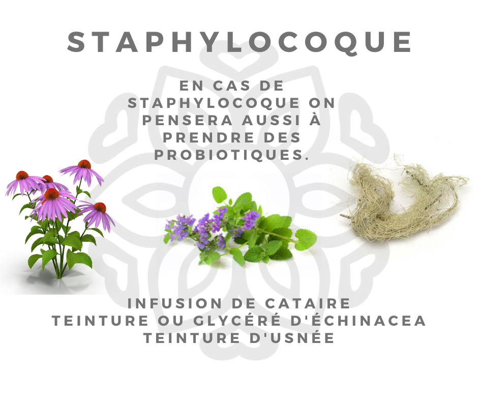 Staphylocoque